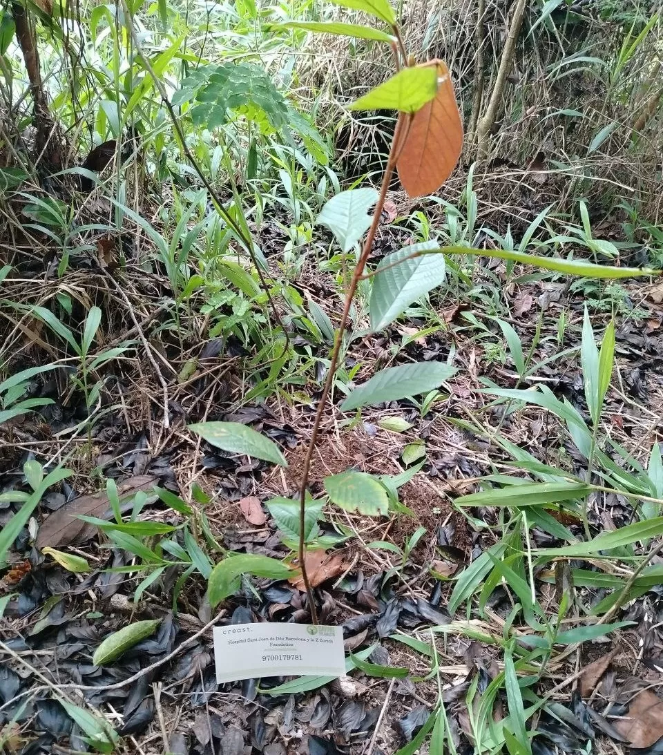Save the amazon henka.jpeg